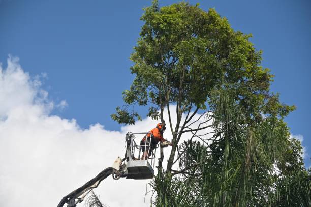 How Our Tree Care Process Works  in  Covington, TN